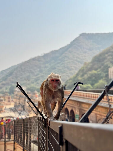 Monkey Temple - Jaipur