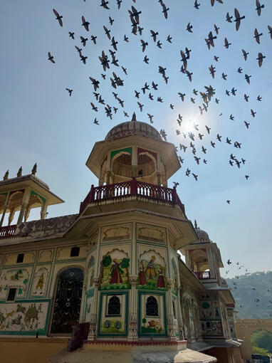 Birds - Jaipur