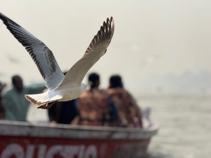 Gangas Seagull